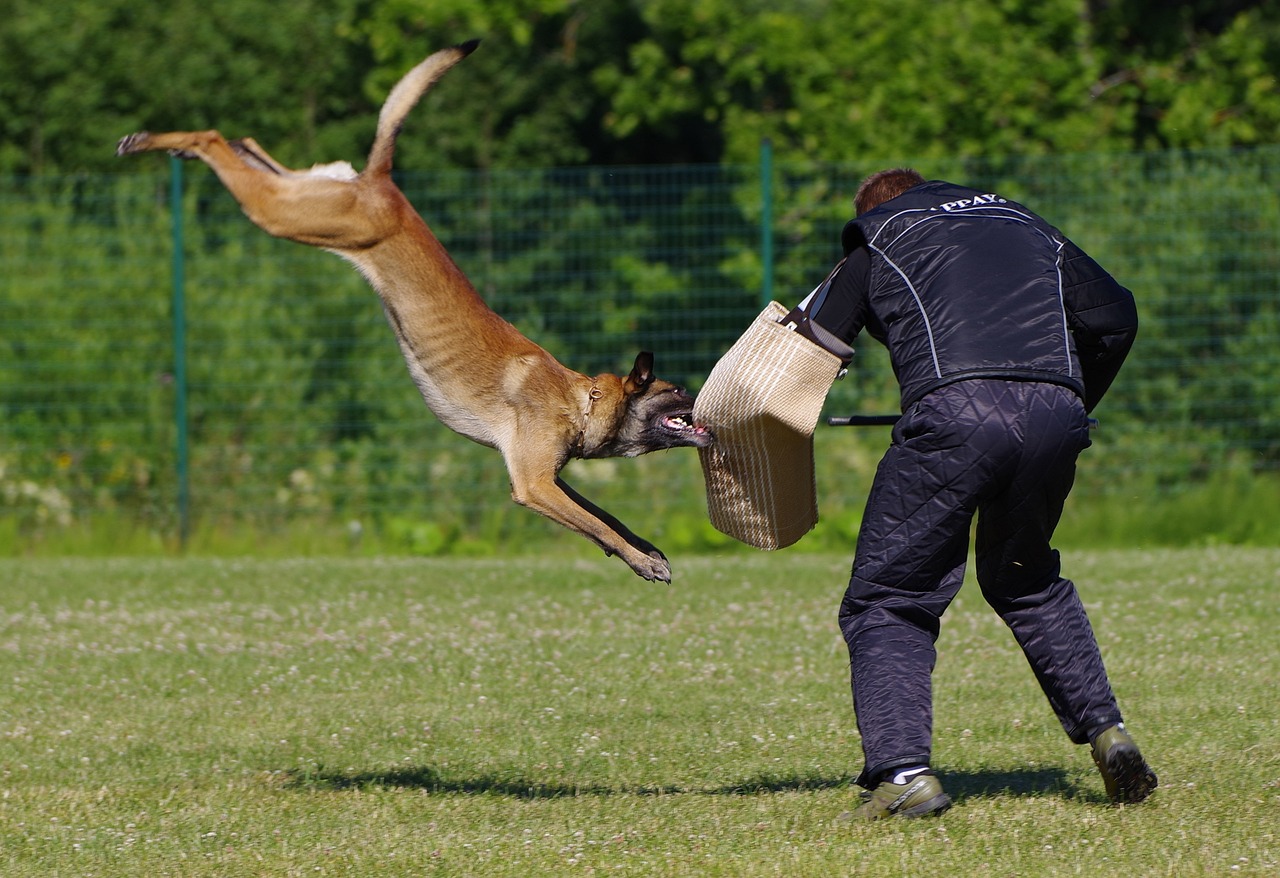 老人疑遭犬撕咬去世，悲剧背后的警示与反思