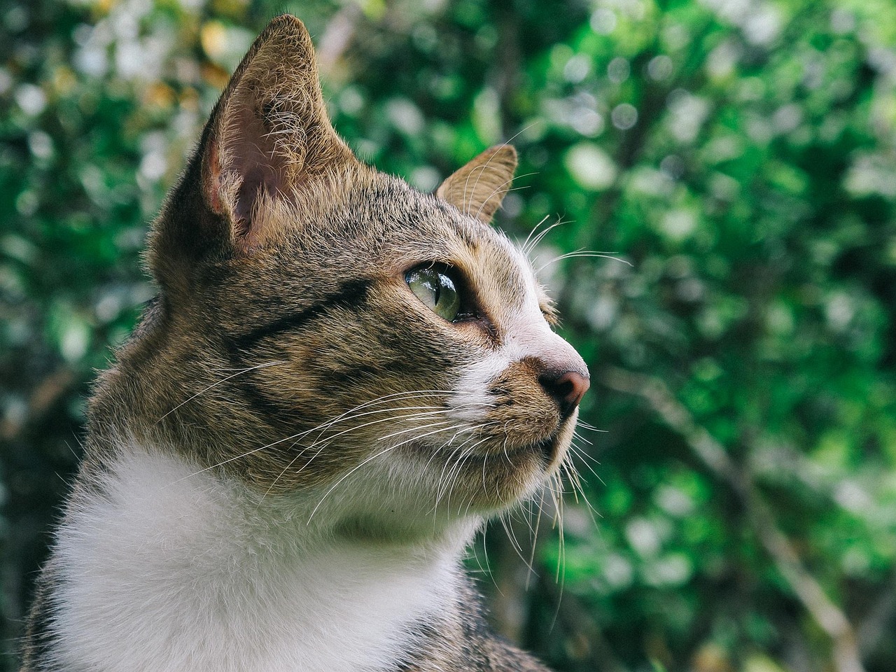 带十五只猫回家过年，一段特殊的旅程